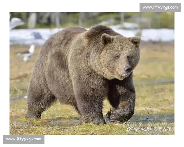 赤手凡人对决猛虎生死博弈的人性勇气与自然法则冲突与边界启示
